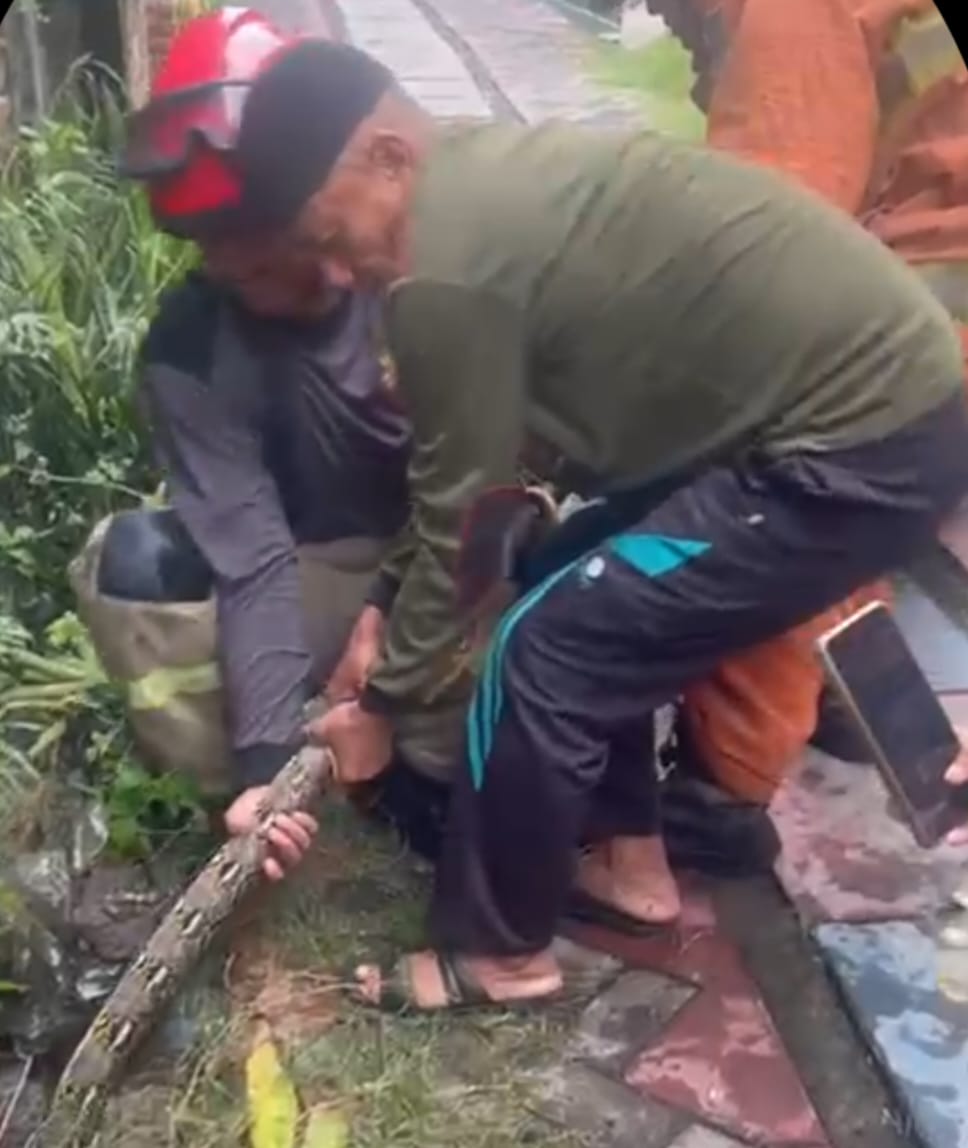 Video : Heboh Minggu Pagi! Ular 2,5 Meter Sembunyi di Got Rumah, Dievakuasi Damkar Pakai Motor