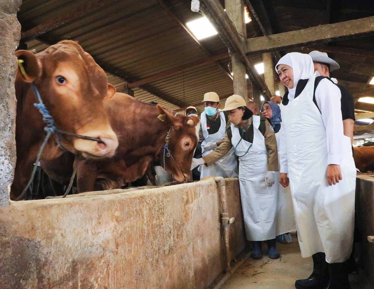 Gubernur Khofifah Pastikan Kesiapan Kurban Idul Adha 1447 H: Ternak Surplus, Sehat, dan Didukung SDM Profesional