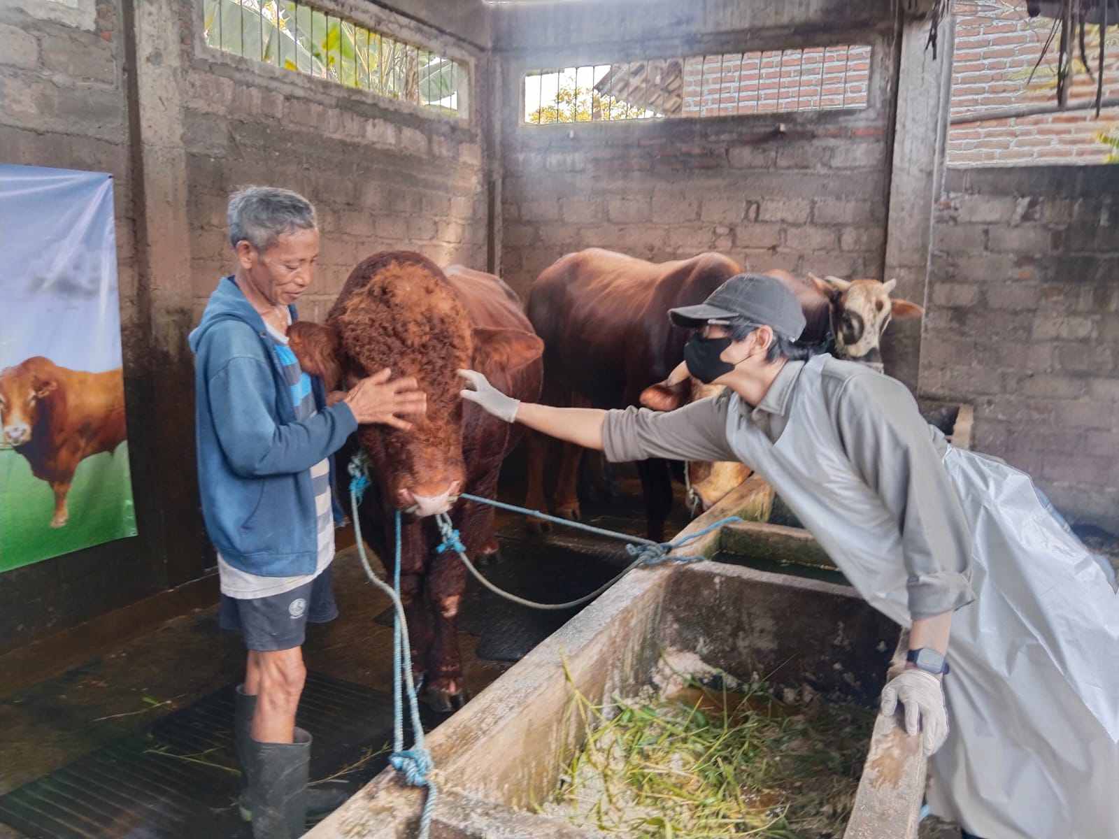 Sapi Limosin 1 Ton Milik Peternak Sidoarjo Terpilih Jadi Kurban Presiden Prabowo