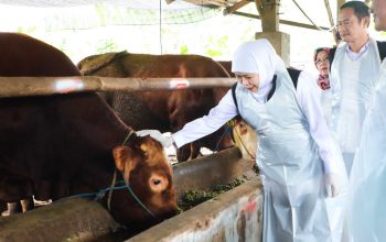 Khofifah Pastikan Stok Hewan Kurban Jatim Aman: Lamongan Jadi Penyangga, Penjualan Sapi Naik Jelang Idul Adha