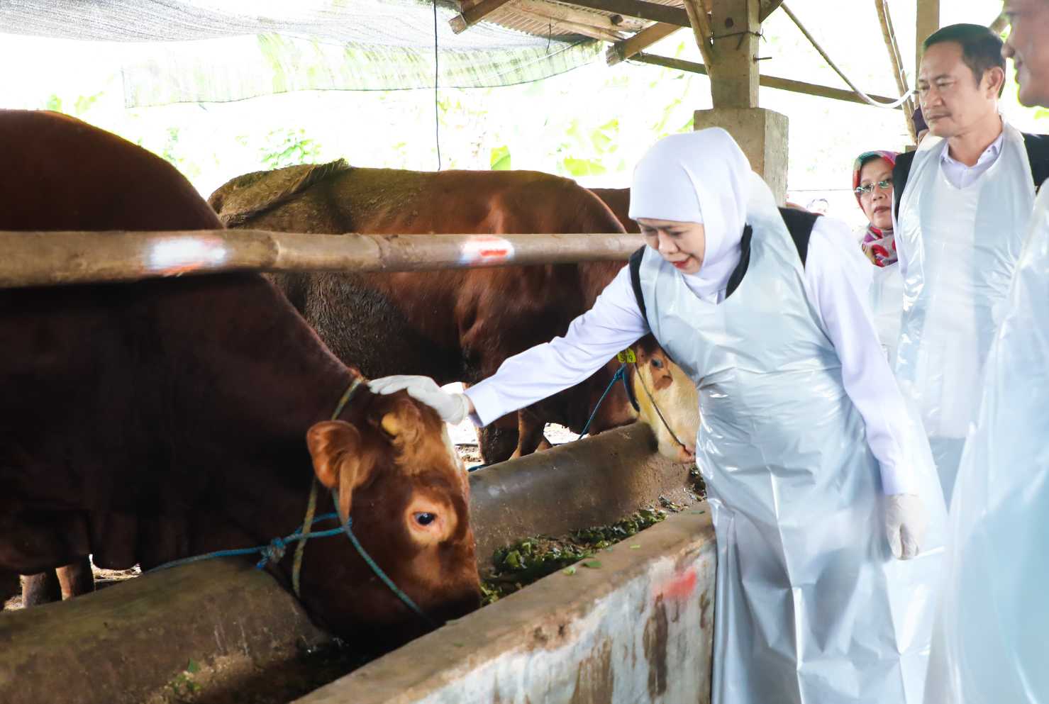 Khofifah Pastikan Stok Hewan Kurban Jatim Aman: Lamongan Jadi Penyangga, Penjualan Sapi Naik Jelang Idul Adha