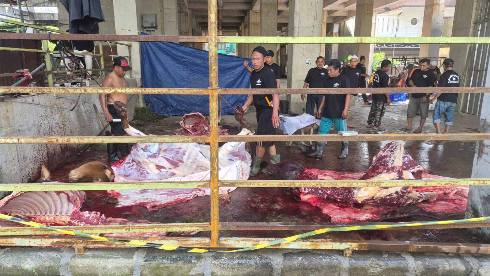 Sapi Kurban dari Khofifah hingga Menag RI Disalurkan PWNU Jatim untuk Warga