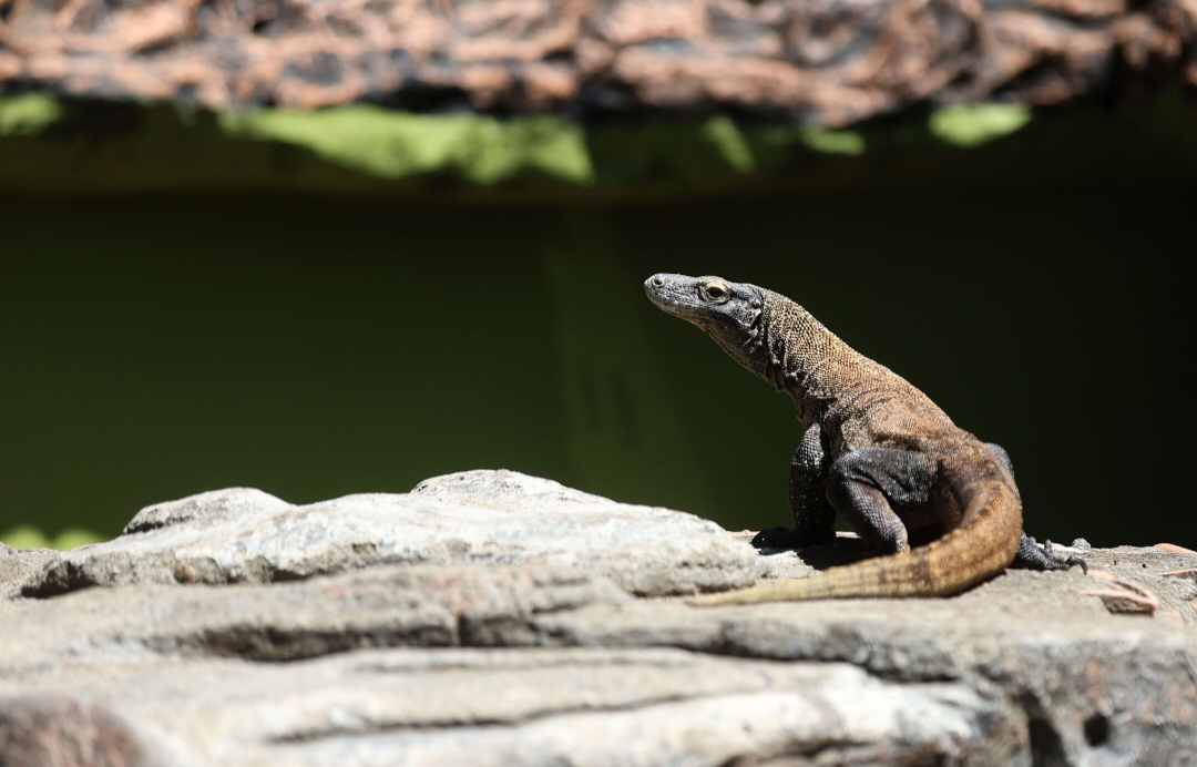 Dari Surabaya ke Jepang: Jejak Sunyi Keberhasilan Breeding Komodo yang Mendunia
