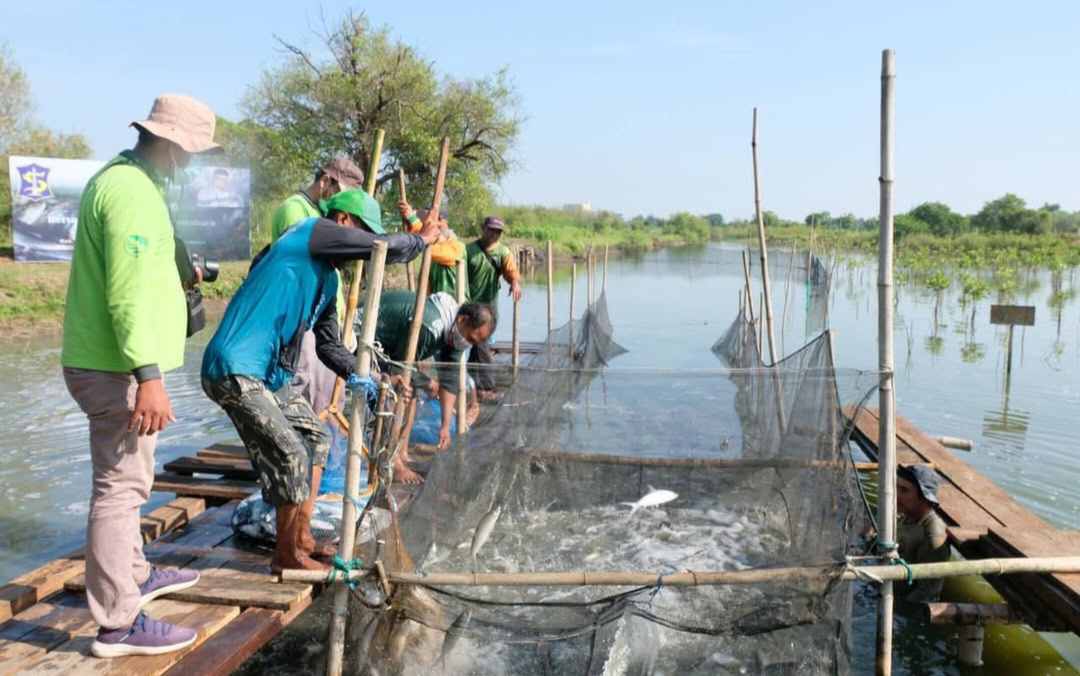 BRIDA Surabaya Dorong Silvofishery, Gabungkan Mangrove dan Tambak demi Ekonomi Pesisir yang Lebih Kuat