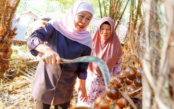 Dari Kebun Salak Madu Wonoagung, Gubernur Khofifah Perkuat Komitmen Bangun Ekonomi Berbasis Hortikultura