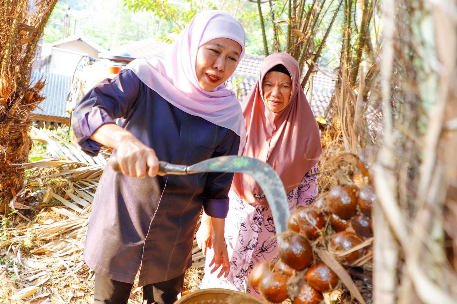 Dari Kebun Salak Madu Wonoagung, Gubernur Khofifah Perkuat Komitmen Bangun Ekonomi Berbasis Hortikultura